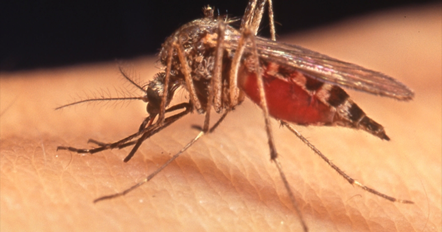 Waspadai demam berdarah, ini 10 cara alami & ampuh usir nyamuk