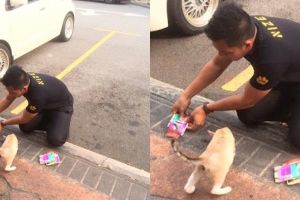 Kisah pria 2 bulan menganggur dapat kerja usai beri makan kucing