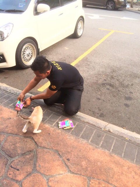 Kisah pria 2 bulan menganggur dapat kerja usai beri makan kucing