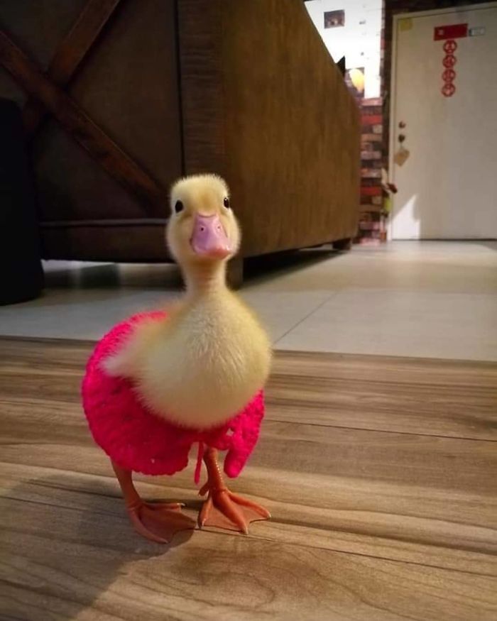 Diselamatkan dari restoran, 10 potret bebek putih ini lucu abis