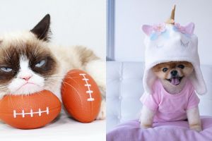 11 Akun Instagram hewan ini punya follower di atas 1 juta