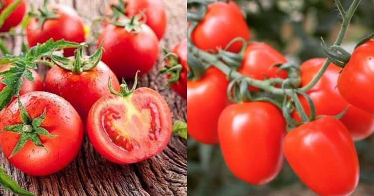 10 Manfaat tomat  untuk  kesehatan bisa cegah kanker prostat 