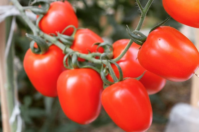10 Manfaat tomat untuk kesehatan, bisa cegah kanker prostat