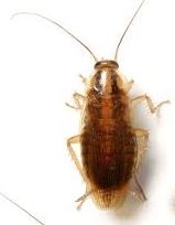 Tak cuma unicorn, ini 6 kasta startup dan penjelasannya