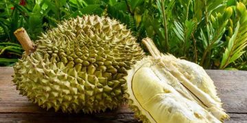 12 Manfaat durian bagi tubuh, bikin tambah semangat makannya
