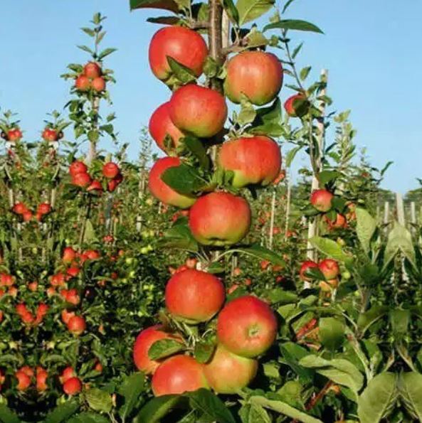 11 Makanan terbaik untuk membakar lemak di perut secara cepat