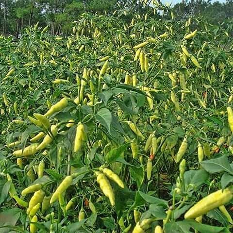 11 Makanan terbaik untuk membakar lemak di perut secara cepat