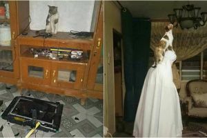 12 Tingkah ngeselin kucing ini bikin tepuk jidat