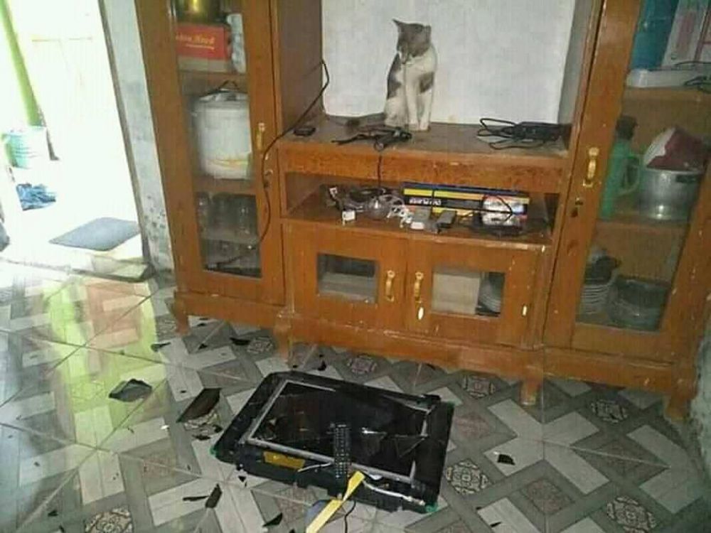 12 Tingkah ngeselin kucing ini bikin tepuk jidat