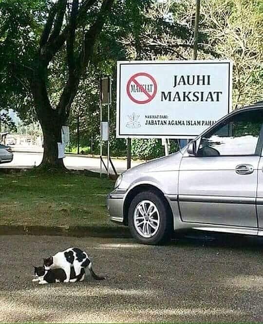 12 Tingkah ngeselin kucing ini bikin tepuk jidat