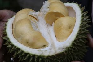11 Manfaat kulit durian untuk kesehatan, dapat mengobati bisul