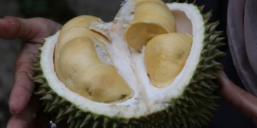 11 Manfaat kulit durian untuk kesehatan, dapat mengobati bisul