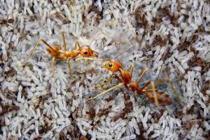 5 Manfaat semut rangrang yang tak terduga, jadi prospek bisnis