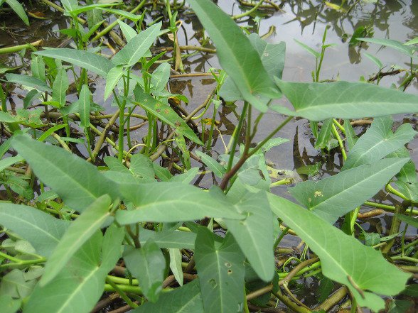 5 Fakta unik kangkung yang jarang diketahui, bisa cegah kanker