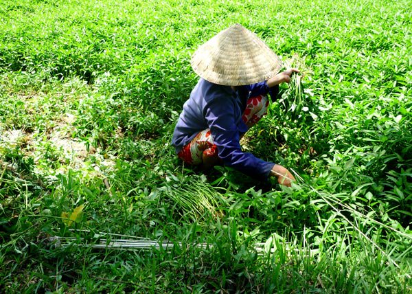 5 Fakta unik kangkung yang jarang diketahui, bisa cegah kanker