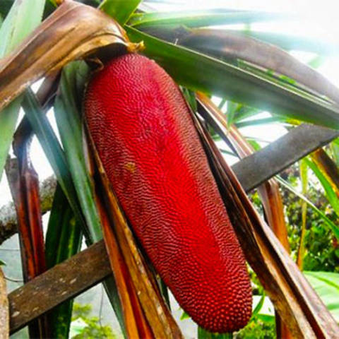 4 Manfaat buah merah asal Papua bagi kesehatan