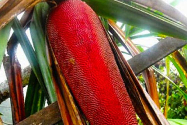 4 Manfaat buah merah asal Papua bagi kesehatan