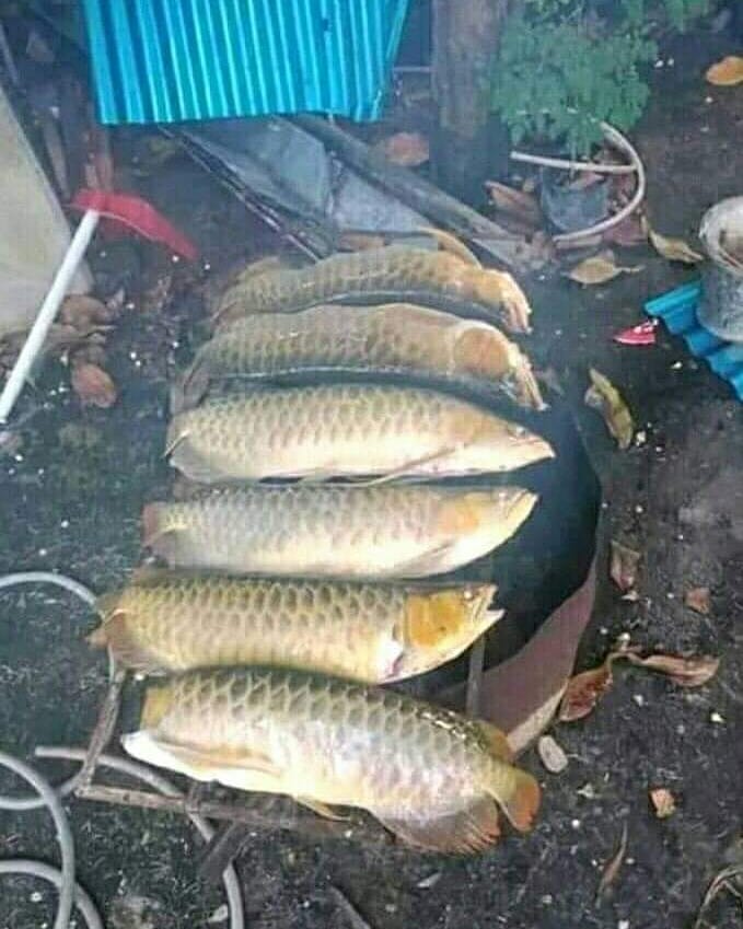 10 Cara masak di negara 'berflower' ini bikin ngakak kesel