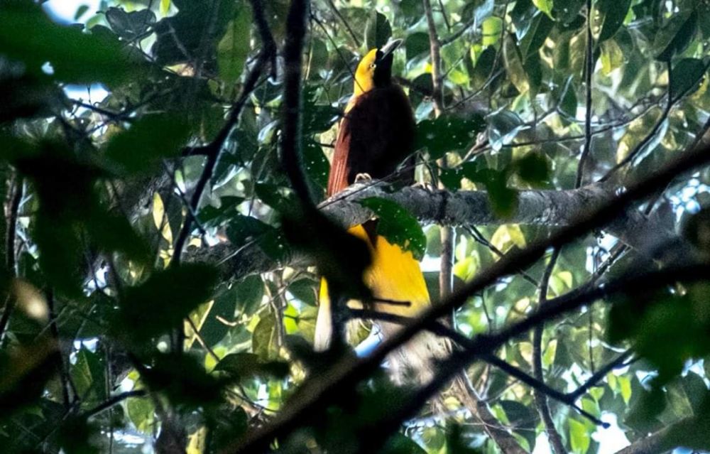 Wisata alam di Papua Barat ini suguhkan keindahan cenderawasih