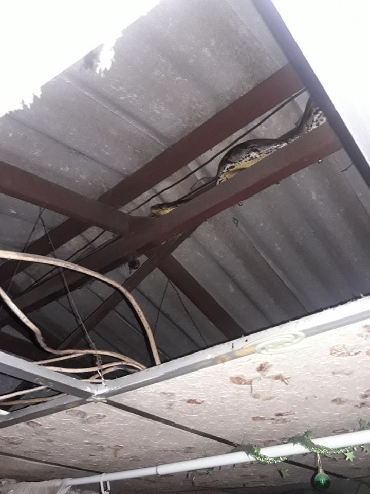 14 Potret evakuasi ular piton di atap rumah, panjangnya 6 meter