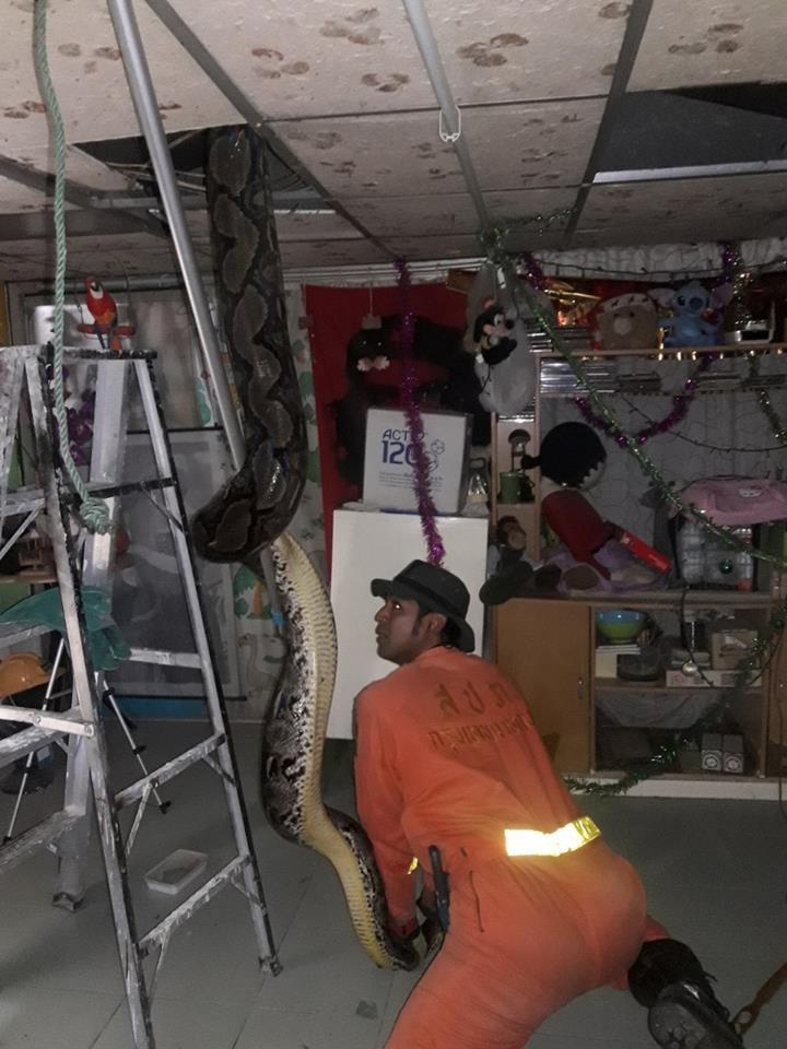 14 Potret evakuasi ular piton di atap rumah, panjangnya 6 meter