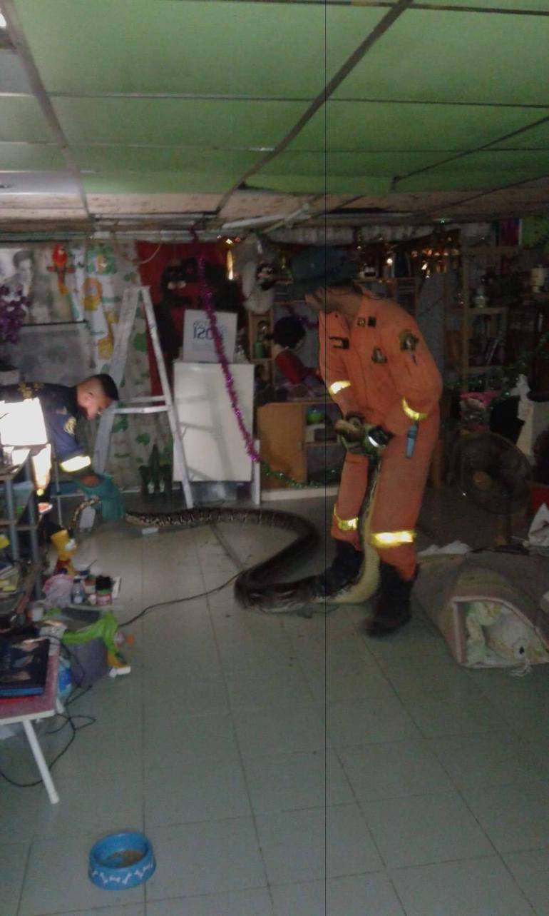 14 Potret evakuasi ular piton di atap rumah, panjangnya 6 meter