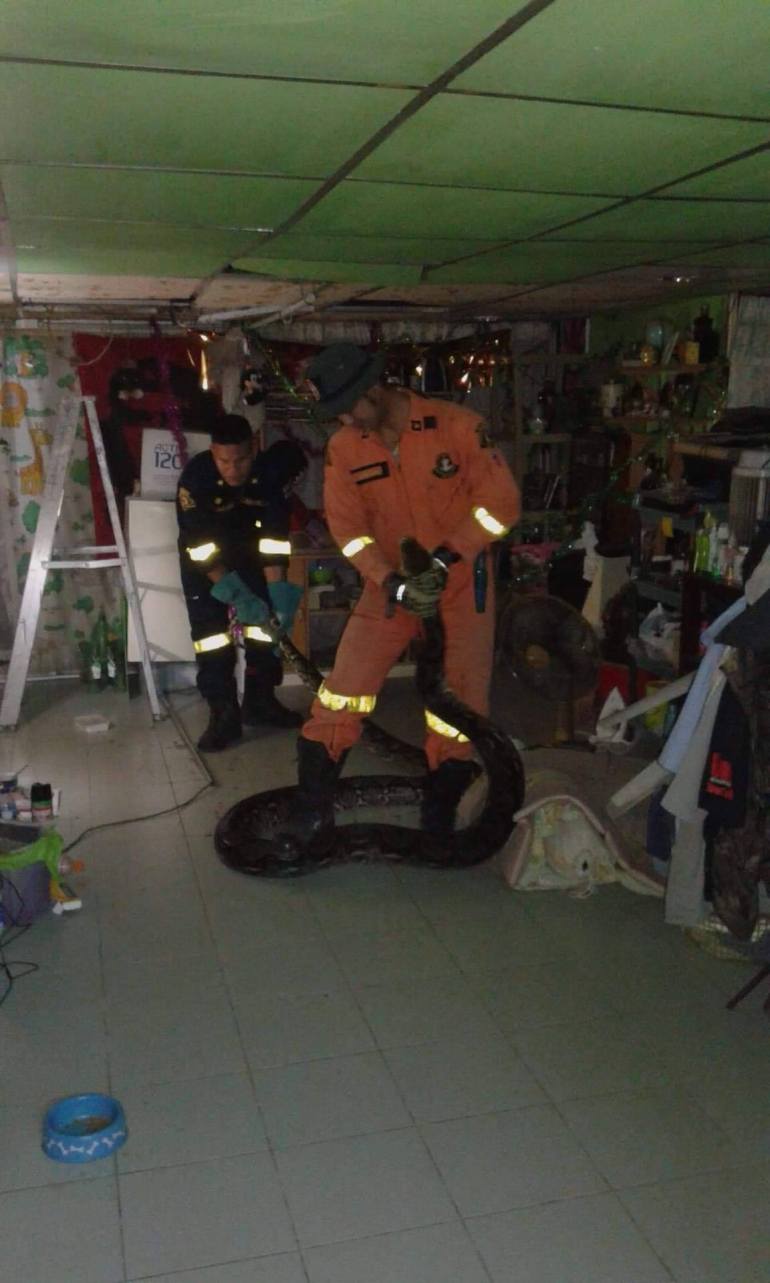 14 Potret evakuasi ular piton di atap rumah, panjangnya 6 meter