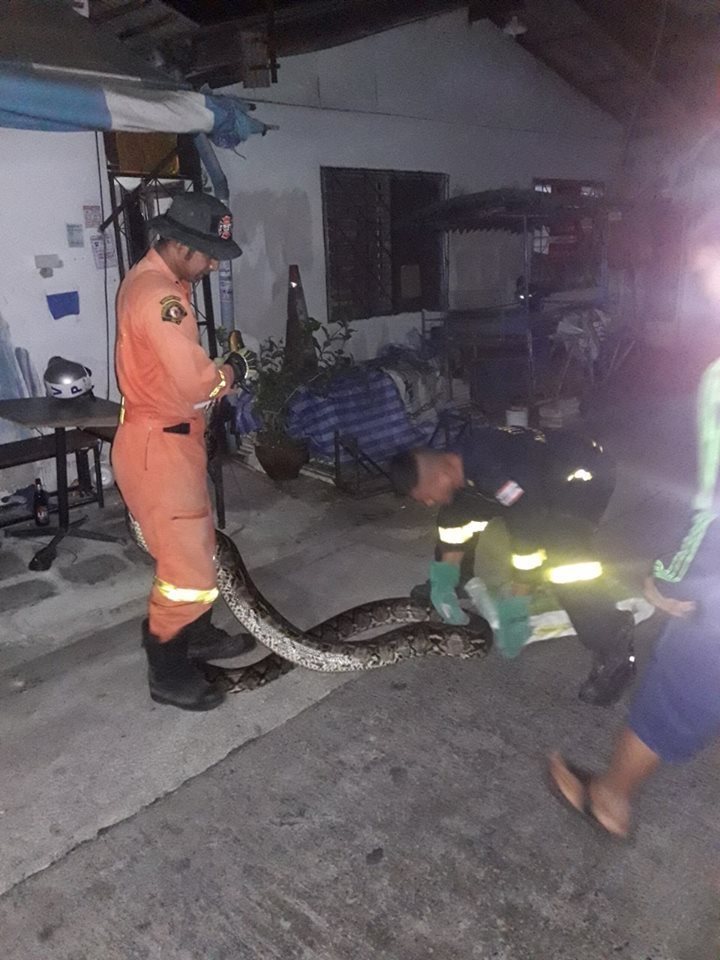 14 Potret evakuasi ular piton di atap rumah, panjangnya 6 meter