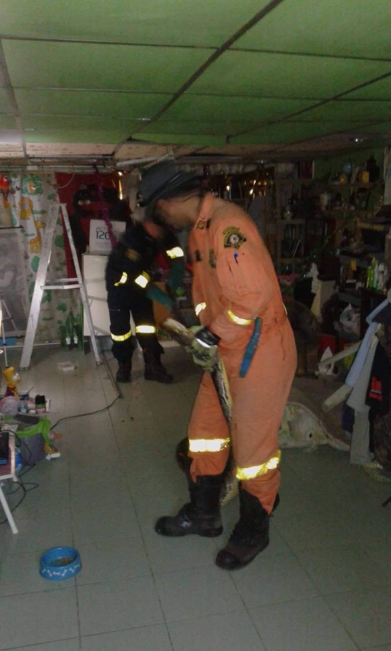 14 Potret evakuasi ular piton di atap rumah, panjangnya 6 meter