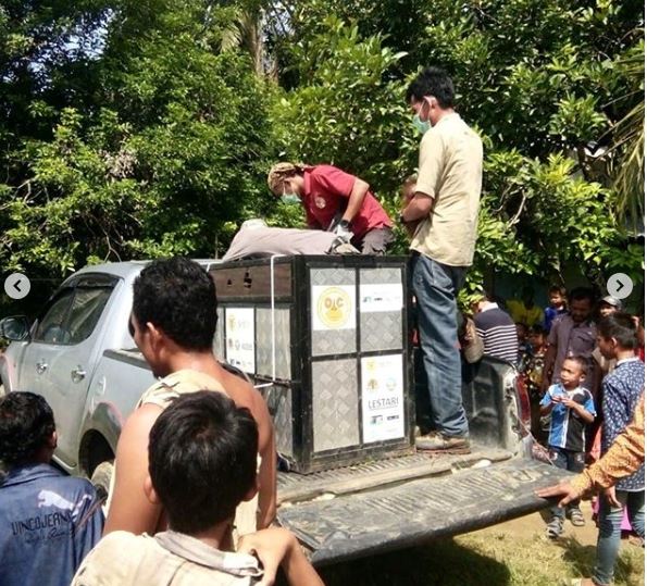 7 Potret miris kondisi orang utan di Aceh, ditembaki 74 peluru