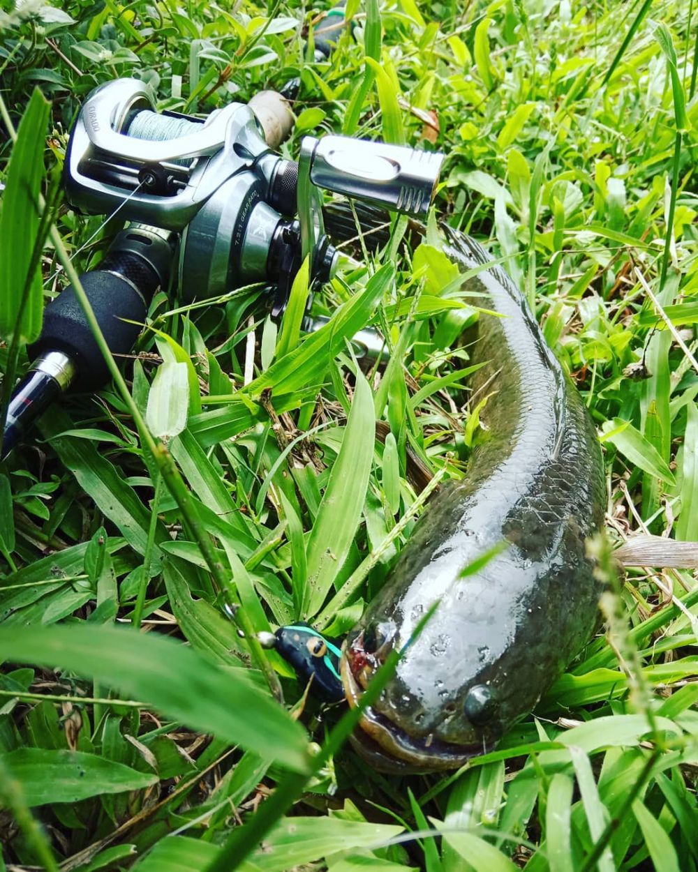 10 Manfaat ikan gabus untuk kesehatan, percepat penyembuhan luka