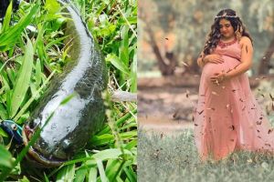 10 Manfaat ikan gabus untuk kesehatan, percepat penyembuhan luka
