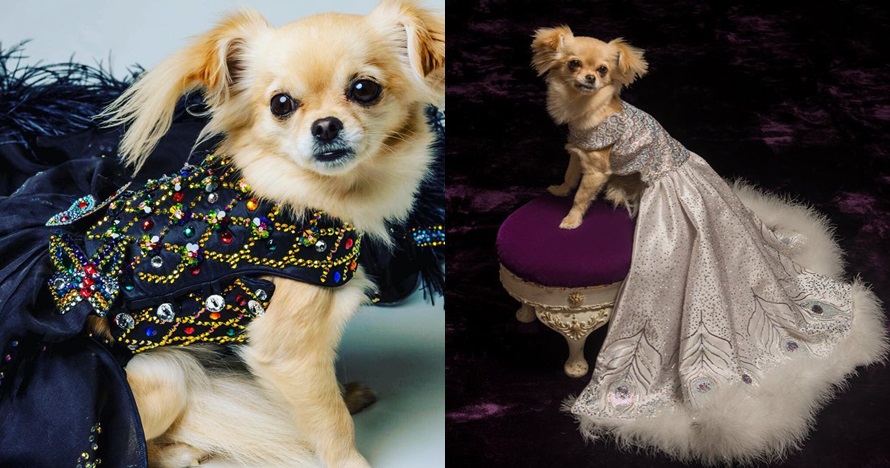 10 Gaun mewah anjing ini harganya fantastis, ada yang setara rumah