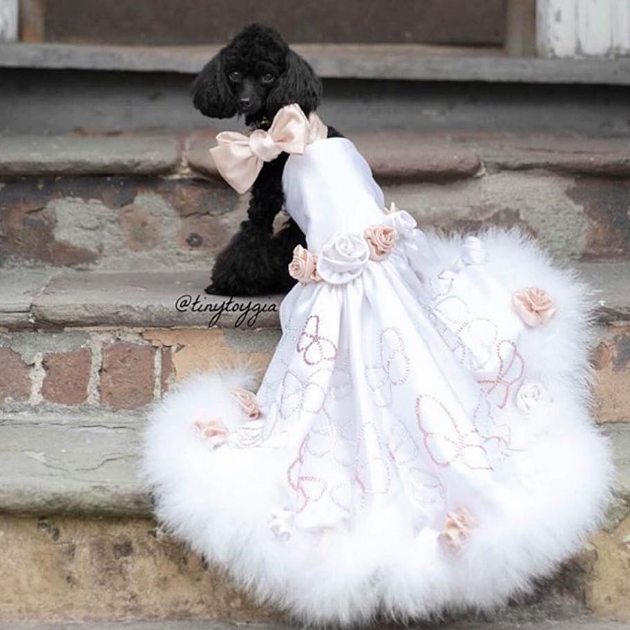 10 Gaun mewah anjing ini harganya fantastis, ada yang setara rumah