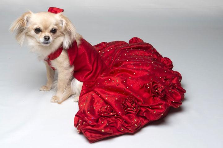 10 Gaun mewah anjing ini harganya fantastis, ada yang setara rumah