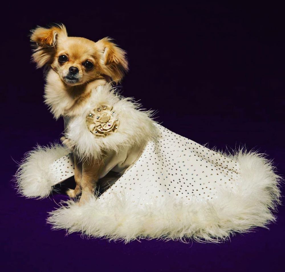 10 Gaun mewah anjing ini harganya fantastis, ada yang setara rumah