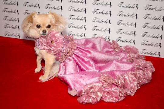 10 Gaun mewah anjing ini harganya fantastis, ada yang setara rumah