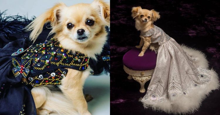 10 Gaun Mewah Anjing Ini Harganya Fantastis Ada Yang Setara Ruma