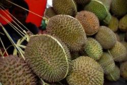 10 Jenis durian yang ada di Indonesia, banyak dicari orang