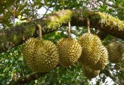 10 Jenis durian yang ada di Indonesia, banyak dicari orang