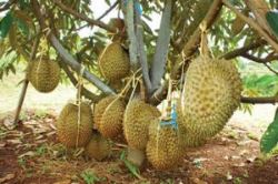 10 Jenis durian yang ada di Indonesia, banyak dicari orang