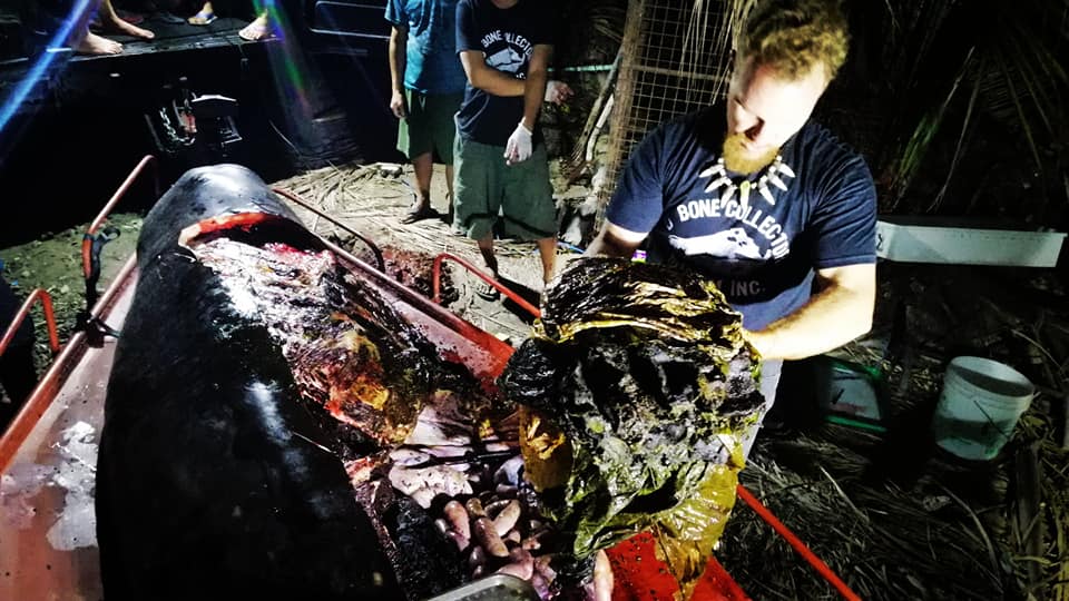 Lagi paus mati mengenaskan, di perutnya berisi 40 kg sampah