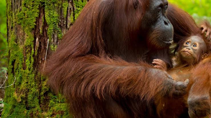 Visit the Heart of Borneo kampanyekan ekowisata di Kalimantan