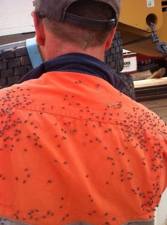 10 Potret hewan di tempat tak terduga ini bikin bergidik