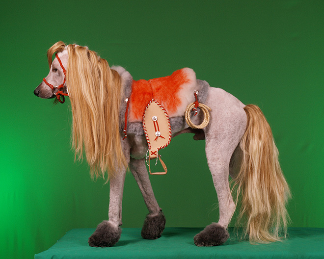 10 Potret anjing potong rambut ini kreatif abis  