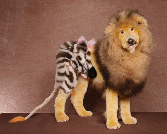 10 Potret anjing potong rambut ini kreatif abis  