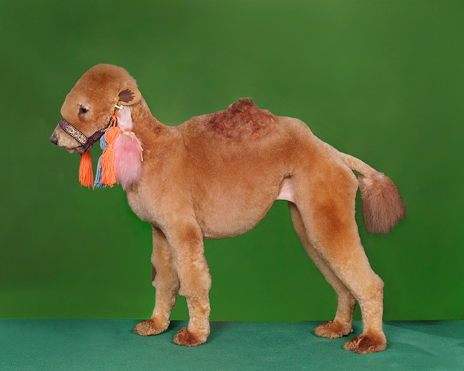 10 Potret anjing potong rambut ini kreatif abis  