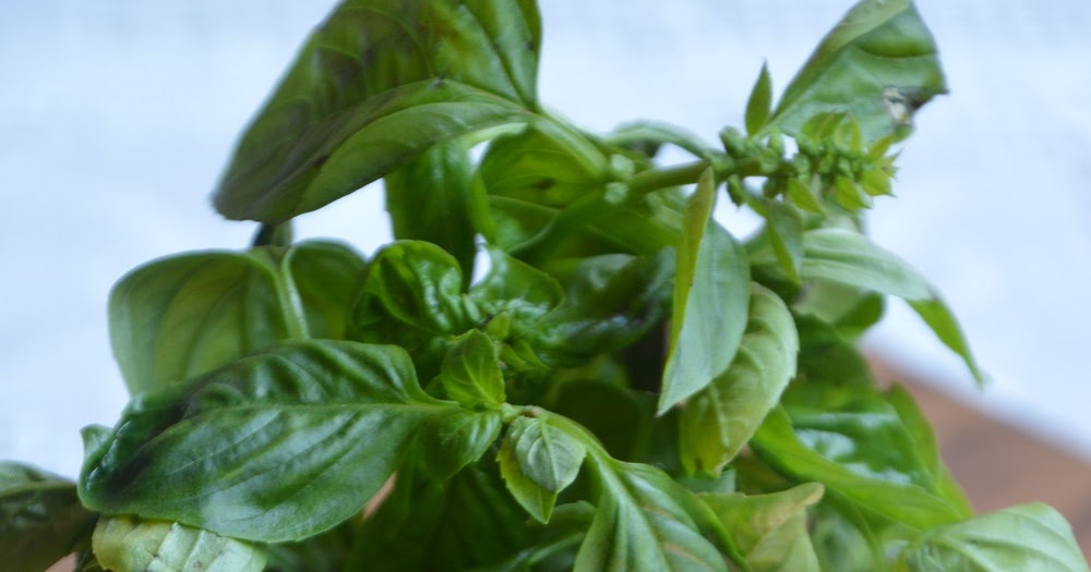 18 Obat tradisional ampuh obati flu, demam dan radang tenggorokan