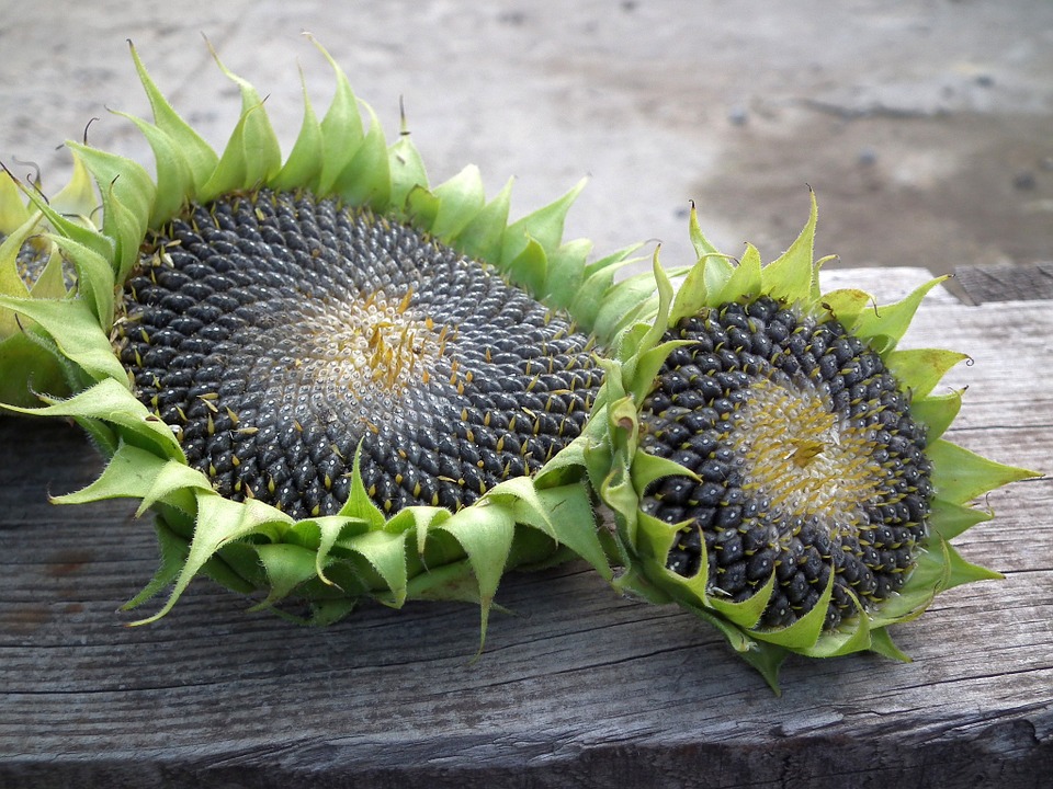 7 Manfaat biji bunga matahari untuk kesehatan, menangkal kanker