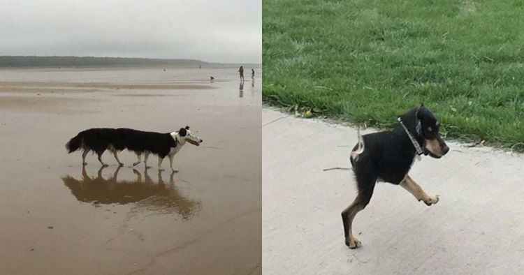 10 Foto Anjing Gagal Dipotret Pakai Mode Panorama Ini Kocak